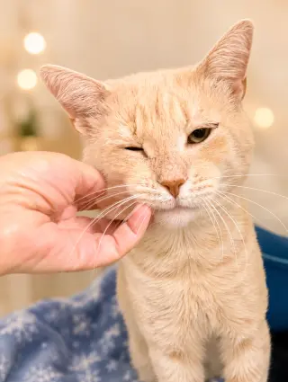 Bentley (FCID# 07/14/2026 - 131) Willow Grove
