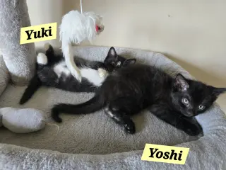 Yoshi