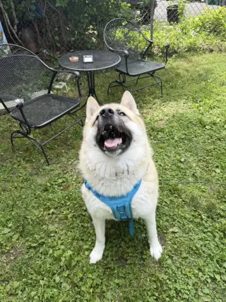 Asha