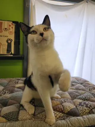 Lady Moo