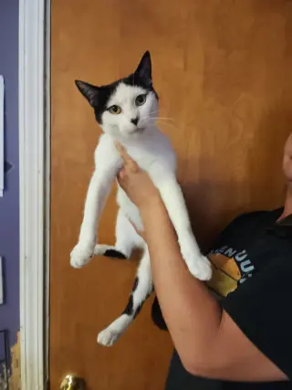 Lady Moo