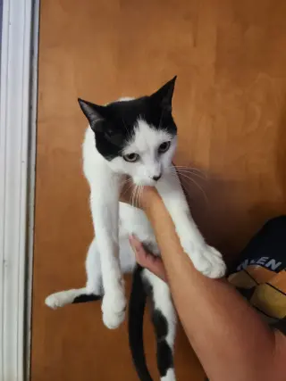 Lady Moo