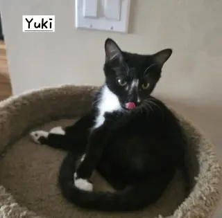 Yuki