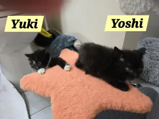 Yuki