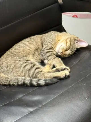 Pie