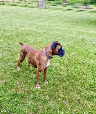 Skippy