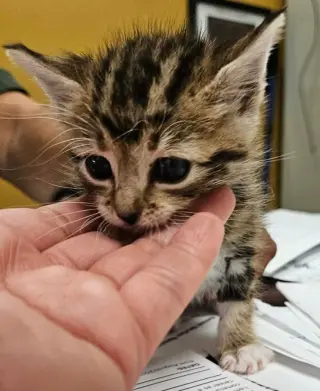 Tabitha