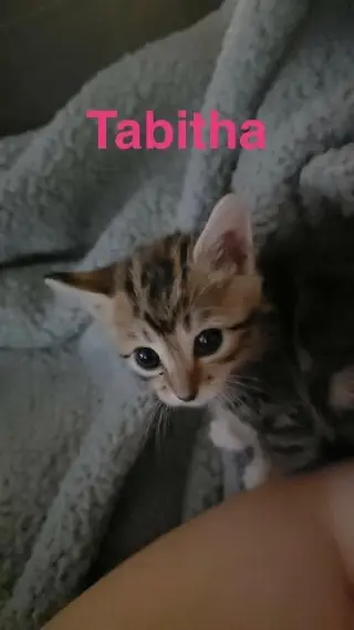 Tabitha
