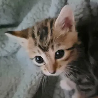 Tabitha