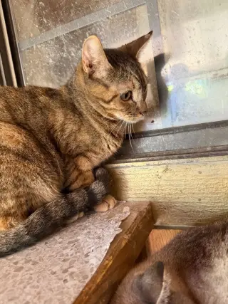 Cleo