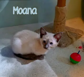 Moana