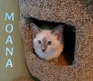 Moana