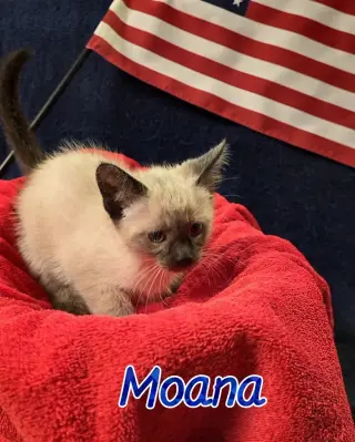 Moana
