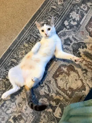Daisy