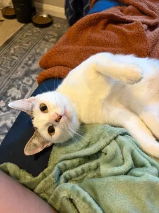 Daisy