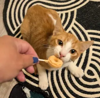 Norman