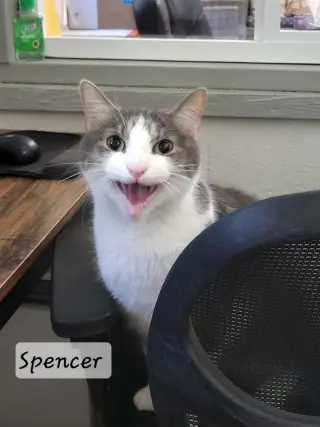 Spencer