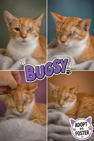 Bugsy (FCID# 07/20/2026 - 34)