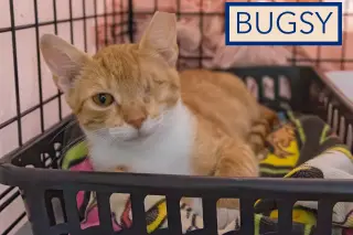 Bugsy (FCID# 07/20/2026 - 34)