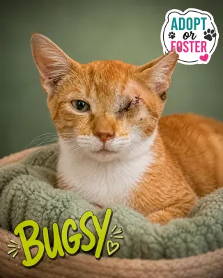 Bugsy (FCID# 07/20/2026 - 34)