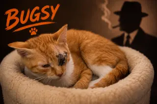 Bugsy (FCID# 07/20/2026 - 34)