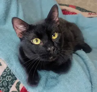 onyx