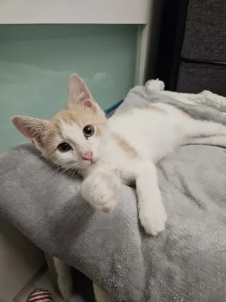 Zeus