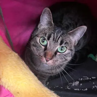 Tia