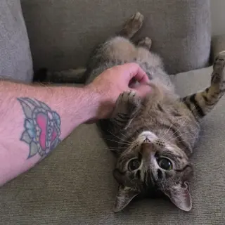Tia