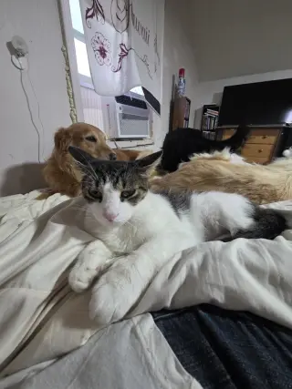 Hyde Kitty