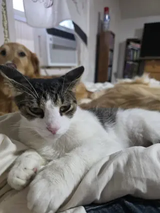 Hyde Kitty