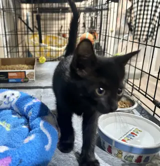 Julia Kitty