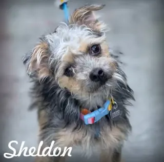 Sheldon