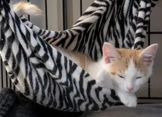 Maggie (bonded with Millie)
