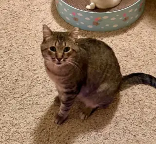 Jo-Jo