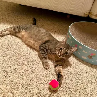Jo-Jo