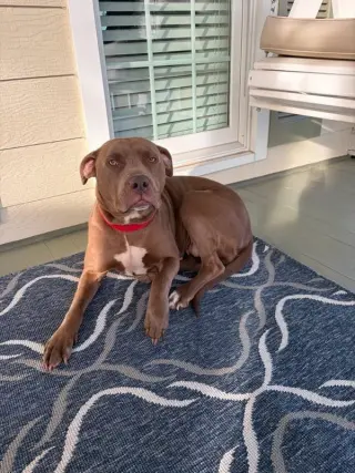 Lola (Courtesy Post)