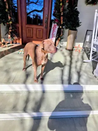 Lola (Courtesy Post)