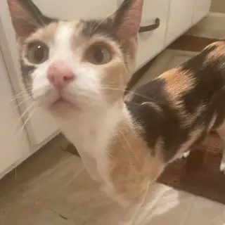 Lila