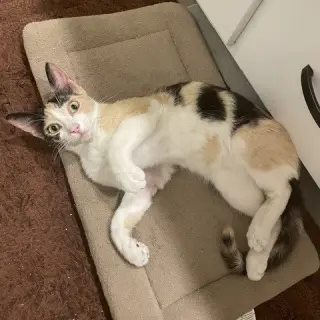 Lila