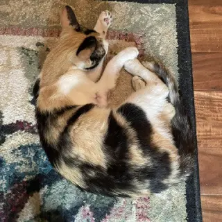 Lila