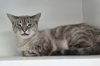 Lazuli
