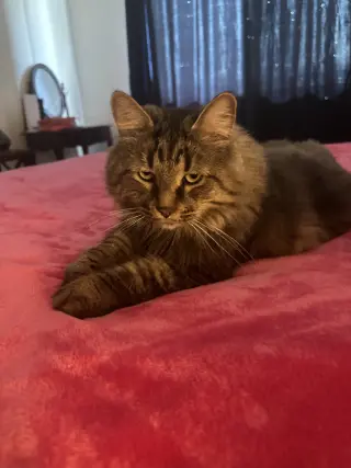 DUO M/F SIMBA & ZARA