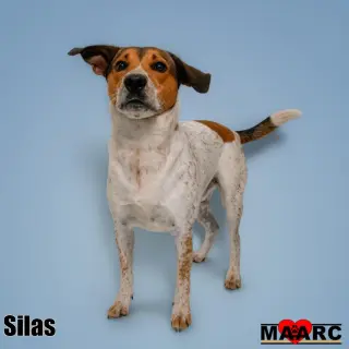 Silas