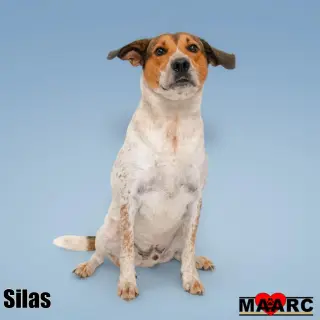 Silas