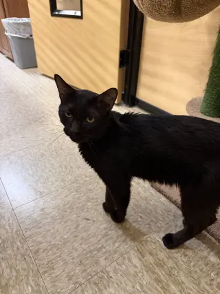 Kebob
