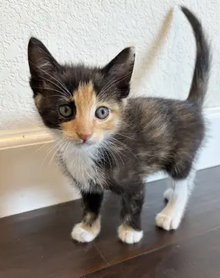 Smarty (bonded w/ Fiasco)