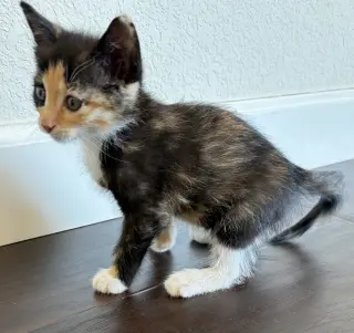Smarty (bonded w/ Fiasco)