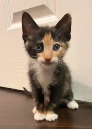 Smarty (bonded w/ Fiasco)