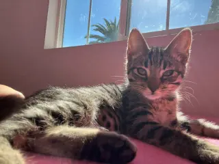 Rikki